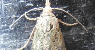 Attēlu rezultāti vaicājumam “Aphomia sociella female”