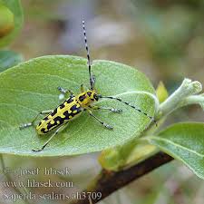 Attēlu rezultāti vaicājumam “Saperda scalaris”
