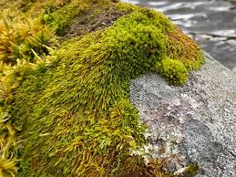 Attēlu rezultāti vaicājumam “Pterigynandrum filiforme”