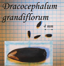 Attēlu rezultāti vaicājumam “Dracocephalum ruyschiana fruit”