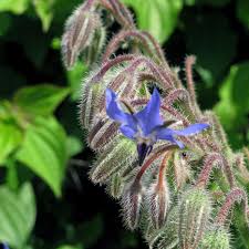Attēlu rezultāti vaicājumam “Borago officinalis bud”