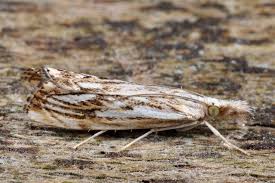 Attēlu rezultāti vaicājumam “Catoptria falsella”