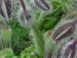 Attēlu rezultāti vaicājumam “Borago officinalis bud”
