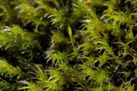 Attēlu rezultāti vaicājumam “Racomitrium heterostichum”