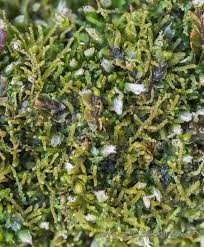 Attēlu rezultāti vaicājumam “Kurzia pauciflora”