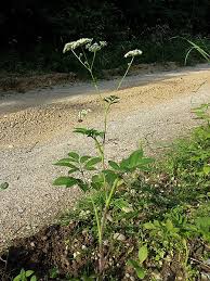 Attēlu rezultāti vaicājumam “Chaerophyllum aromaticum”