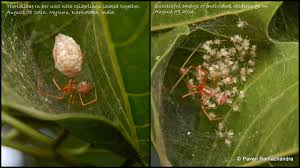 Attēlu rezultāti vaicājumam “Phylloneta cocoon”