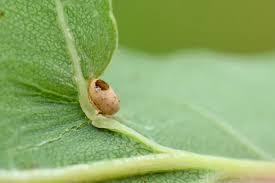 Attēlu rezultāti vaicājumam “Neuroterus albipes”