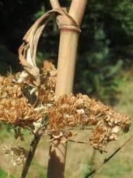 Attēlu rezultāti vaicājumam “Angelica sylvestris fruit”