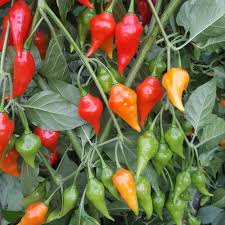 Afbeeldingsresultaat voor paper lantern hot pepper