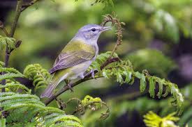 Image result for Vermivora peregrina