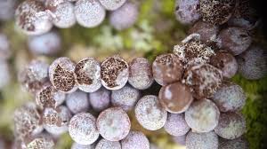 Attēlu rezultāti vaicājumam “Badhamia lilacina macro”