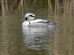 Attēlu rezultāti vaicājumam “Mergus albellus”