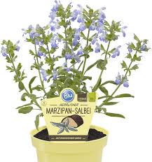 Image result for Salbei