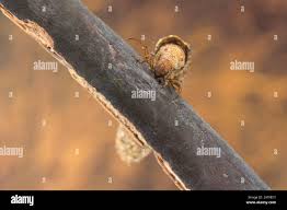 Attēlu rezultāti vaicājumam “Potamophylax”