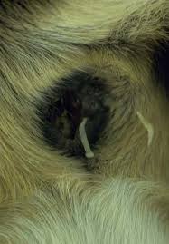 Image result for cestoda excrement dog