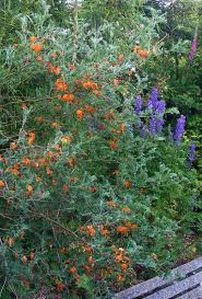 Image result for Colutea x media (arborescens x orientalis)