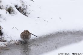 Attēlu rezultāti vaicājumam “Gallinago gallinago eggs”