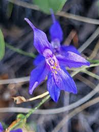 Attēlu rezultāti vaicājumam “Consolida regalis fruit”