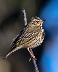 Image result for Anthus hodgsoni