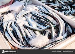 Attēlu rezultāti vaicājumam “Belone belone”