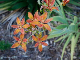 Image result for Pardancanda norrisii