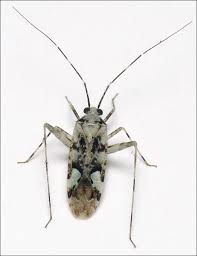 Attēlu rezultāti vaicājumam “Phytocoris tiliae”