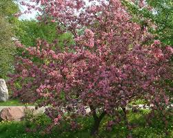 Attēlu rezultāti vaicājumam “Malus purpurea flower”