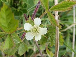 Attēlu rezultāti vaicājumam “Rubus caesius flower”