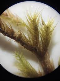 Attēlu rezultāti vaicājumam “Brachythecium salebrosum sporophyte”