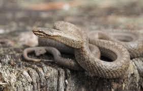 Attēlu rezultāti vaicājumam “Coronella austriaca”