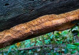 Attēlu rezultāti vaicājumam “Hapalopilus aurantiacus”