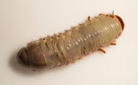 Attēlu rezultāti vaicājumam “Oryctes nasicornis larva”