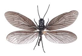 Attēlu rezultāti vaicājumam “Megaloptera”