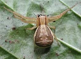 Attēlu rezultāti vaicājumam “Xysticus ulmi”