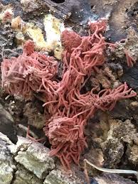 Attēlu rezultāti vaicājumam “Heterotrichia oerstedii (syn. Arcyria oerstedii) sessile”