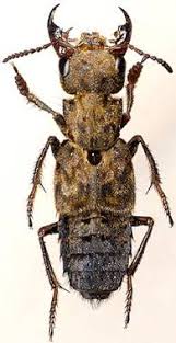 Attēlu rezultāti vaicājumam “Ontholestes murinus”