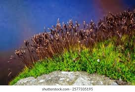 Attēlu rezultāti vaicājumam “Ceratodon purpureus sporophyte”