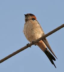 Image result for Cecropis daurica