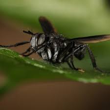 Attēlu rezultāti vaicājumam “Gloiodon strigosus”