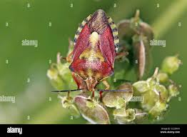 Attēlu rezultāti vaicājumam “Carpocoris purpureipennis”