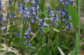 Attēlu rezultāti vaicājumam “Polygala amarella”