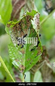 Attēlu rezultāti vaicājumam “Agelastica alni larva”