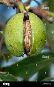Attēlu rezultāti vaicājumam “Juglans regia fruit”