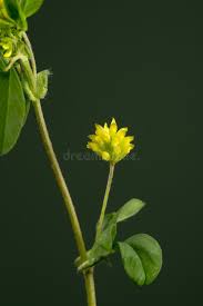 Attēlu rezultāti vaicājumam “Trifolium dubium bud”