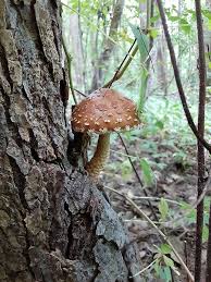 Attēlu rezultāti vaicājumam “Stropharia albocrenulata”