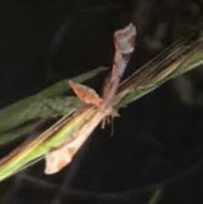 Attēlu rezultāti vaicājumam “Platyptilia gonodactyla”