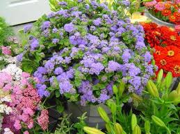 Image result for Ageratum houstonianum