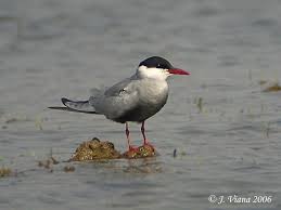 Attēlu rezultāti vaicājumam “Chlidonias hybrida adult”