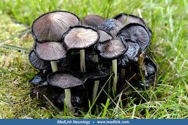 Attēlu rezultāti vaicājumam “Lycogala asperum”